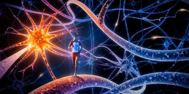 Muévete para pensar mejor: beneficios cognitivos del ejercicio físico (y por qué tu cerebro lo agradece)